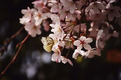 cherry blossom shallow focus photography of butterfly on flower bloom